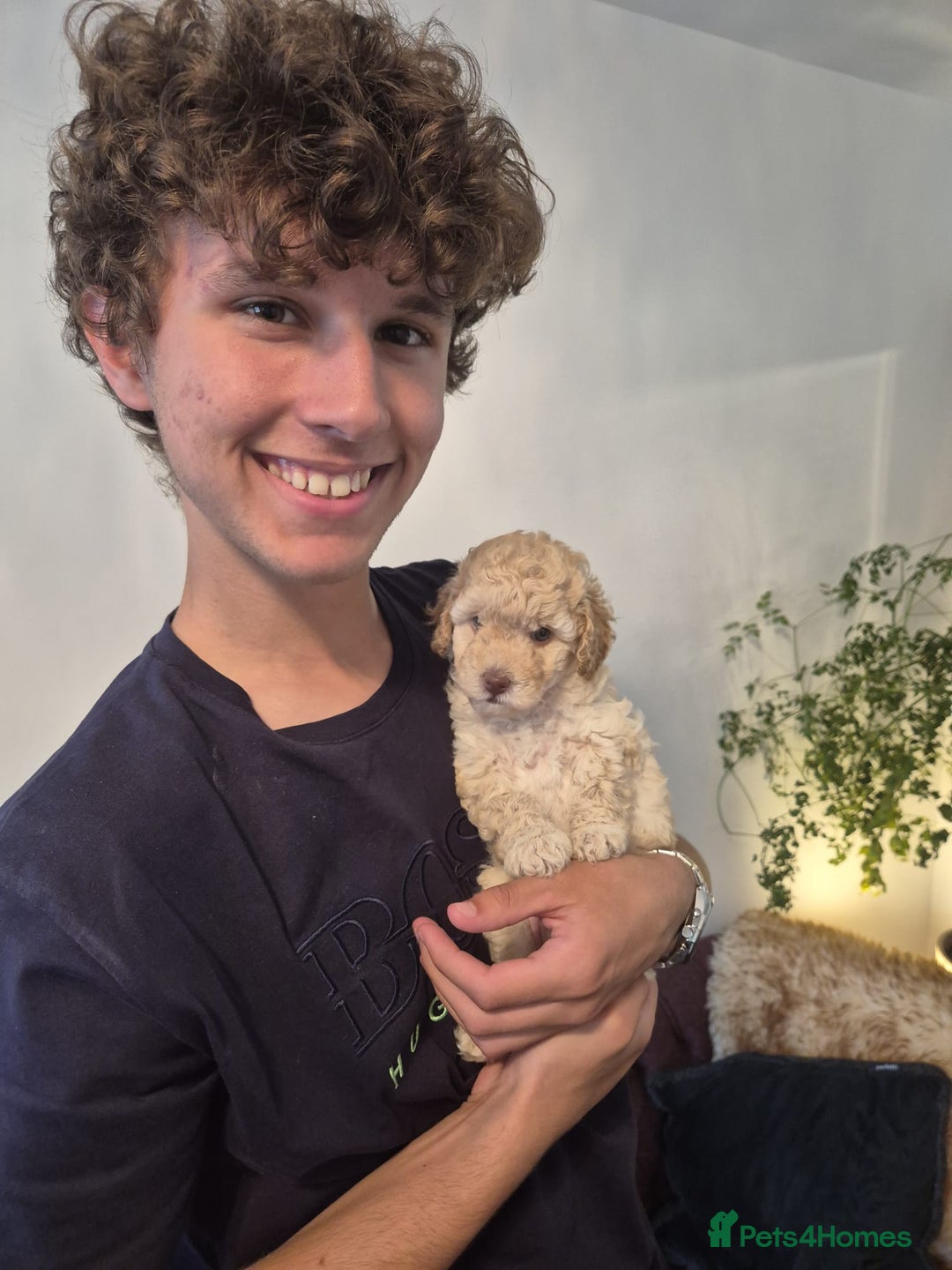 Miniature Poodle dogs for sale: LUXURY Litter of KC Registered Miniature Poodles - Image 23