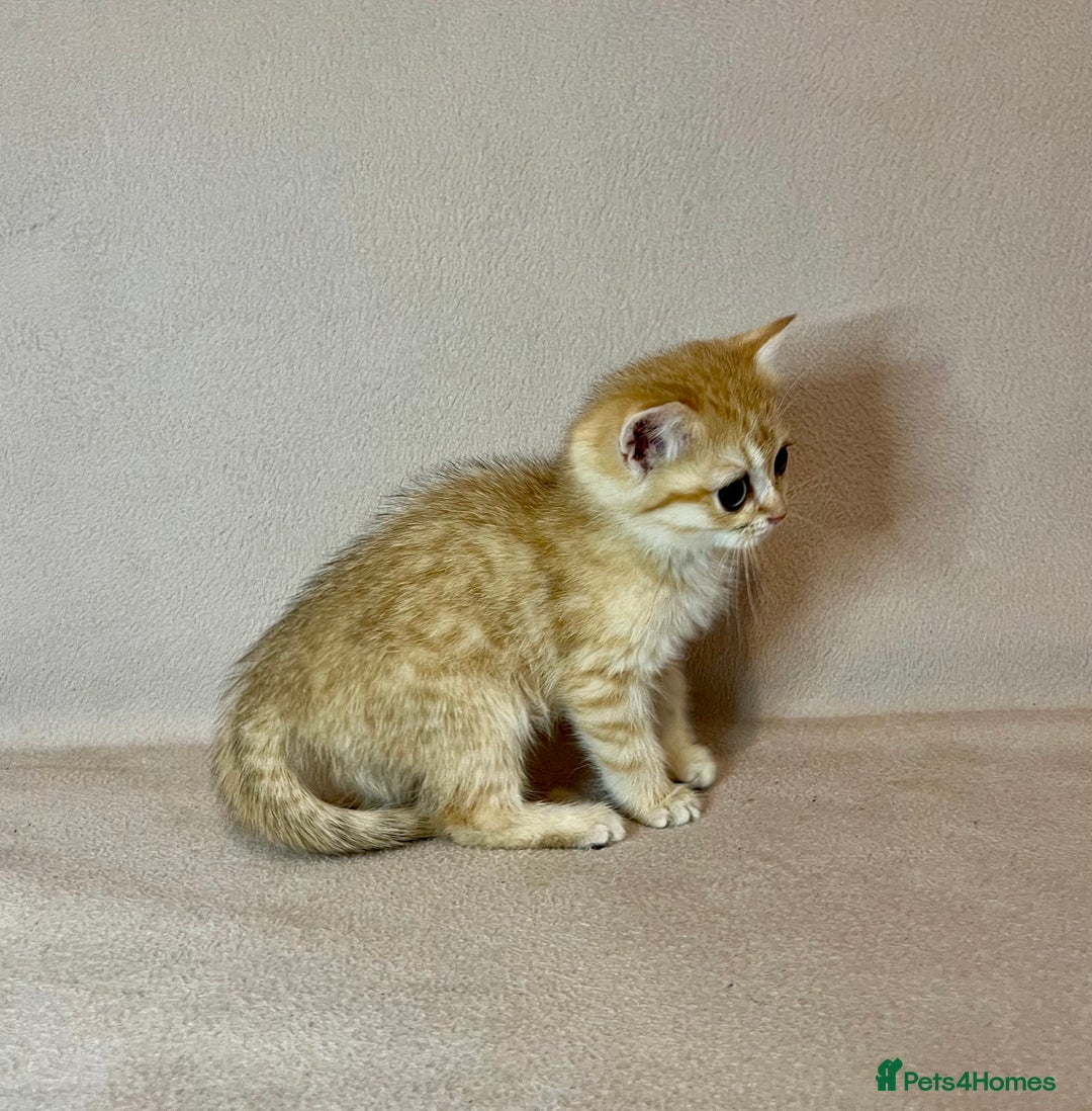 British Shorthair cats for sale: 🐾BSH Golden Kittens🐾  - Advert 7