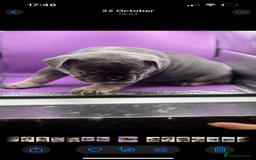 French Bulldog dogs for sale: Beautiful French bulldogs 🐶   - Image 6