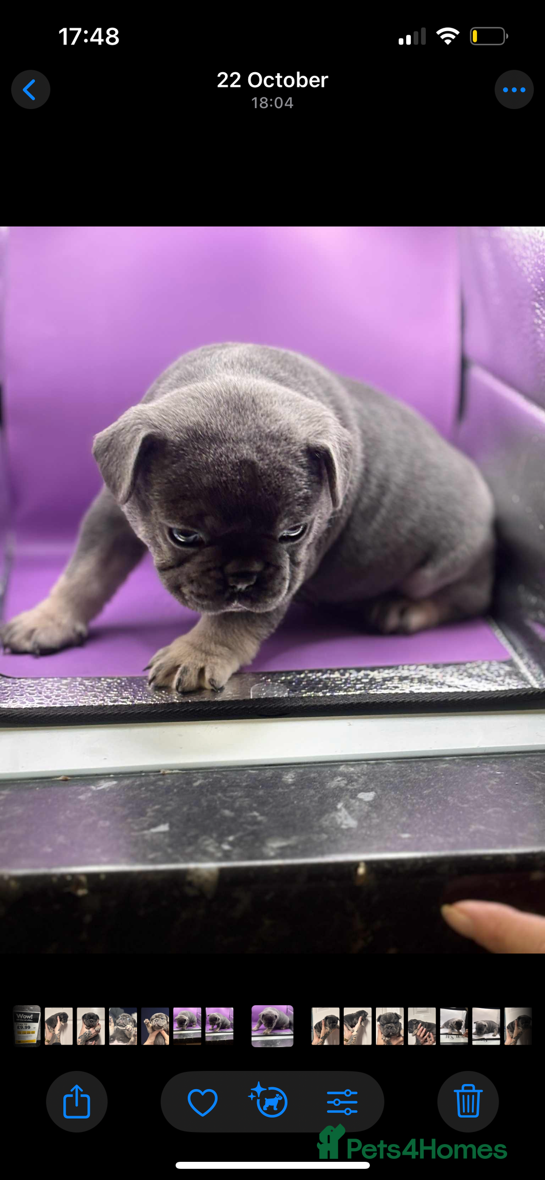 French Bulldog dogs for sale: Beautiful French bulldogs 🐶   - Image 6