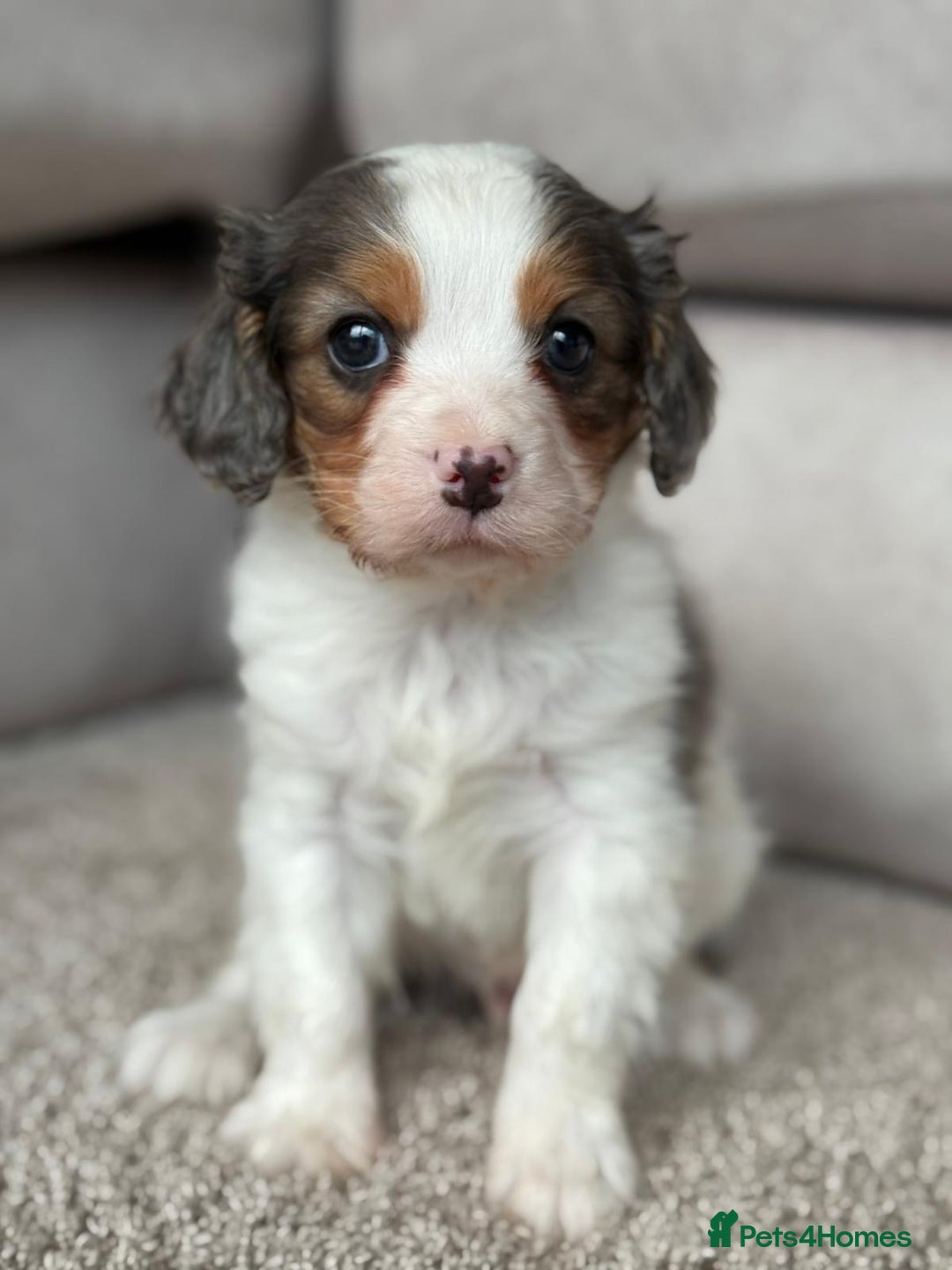 Cavapoo dogs for sale: Stunning quality Cavapoos ready December  - Advert 5