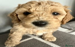 Cavapoo dogs for sale: 1 Female 4 Male - Image 7