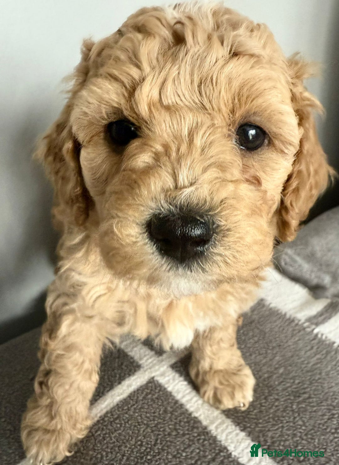 Cavapoo dogs for sale: 1 Female 4 Male - Image 7