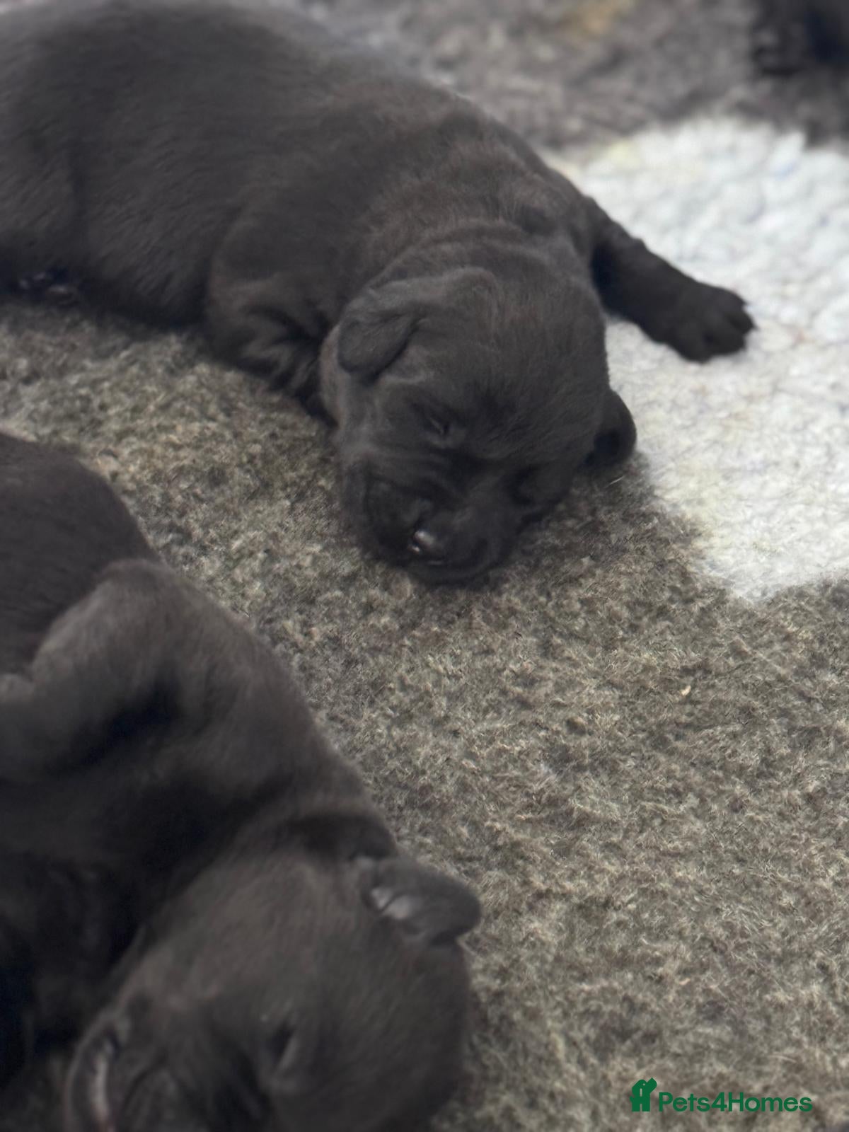 Labrador Retriever dogs KC registered Black Labrador Puppies  - Advert 12