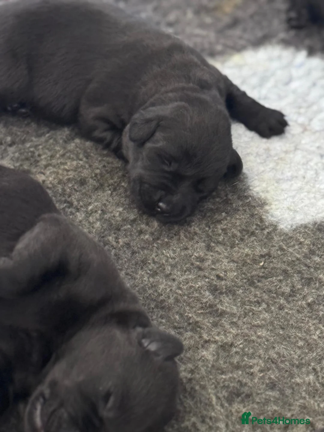 Labrador Retriever dogs for sale: KC registered Black Labrador Puppies  - Advert 1