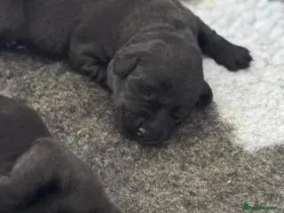 Labrador Retriever dogs KC registered Black Labrador Puppies - Advert 2