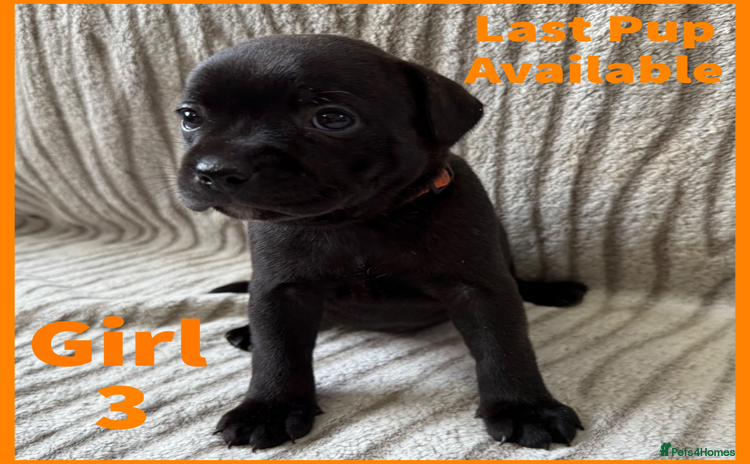 Staffordshire Bull Terrier dogs - Advert 2