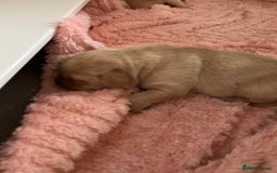 Labrador Retriever dogs for sale: Labrador puppies - Image 8