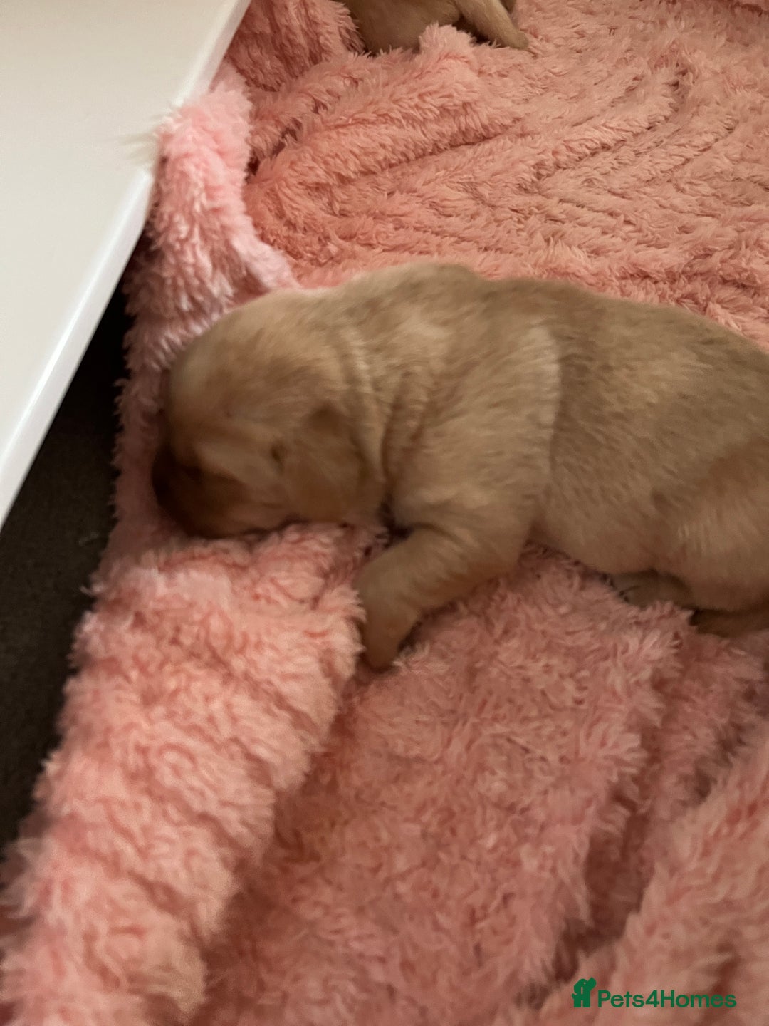 Labrador Retriever dogs for sale: Labrador puppies - Image 8
