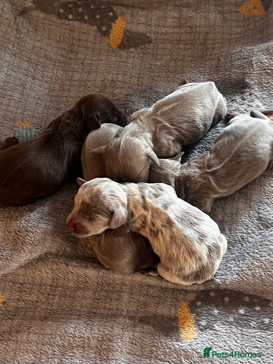 Miniature Dachshund dogs for sale: 5 long hair miniature dachshund  - Image 10