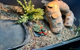 Tortoise reptiles for sale: Indian star tortoise + full setup - Image 4