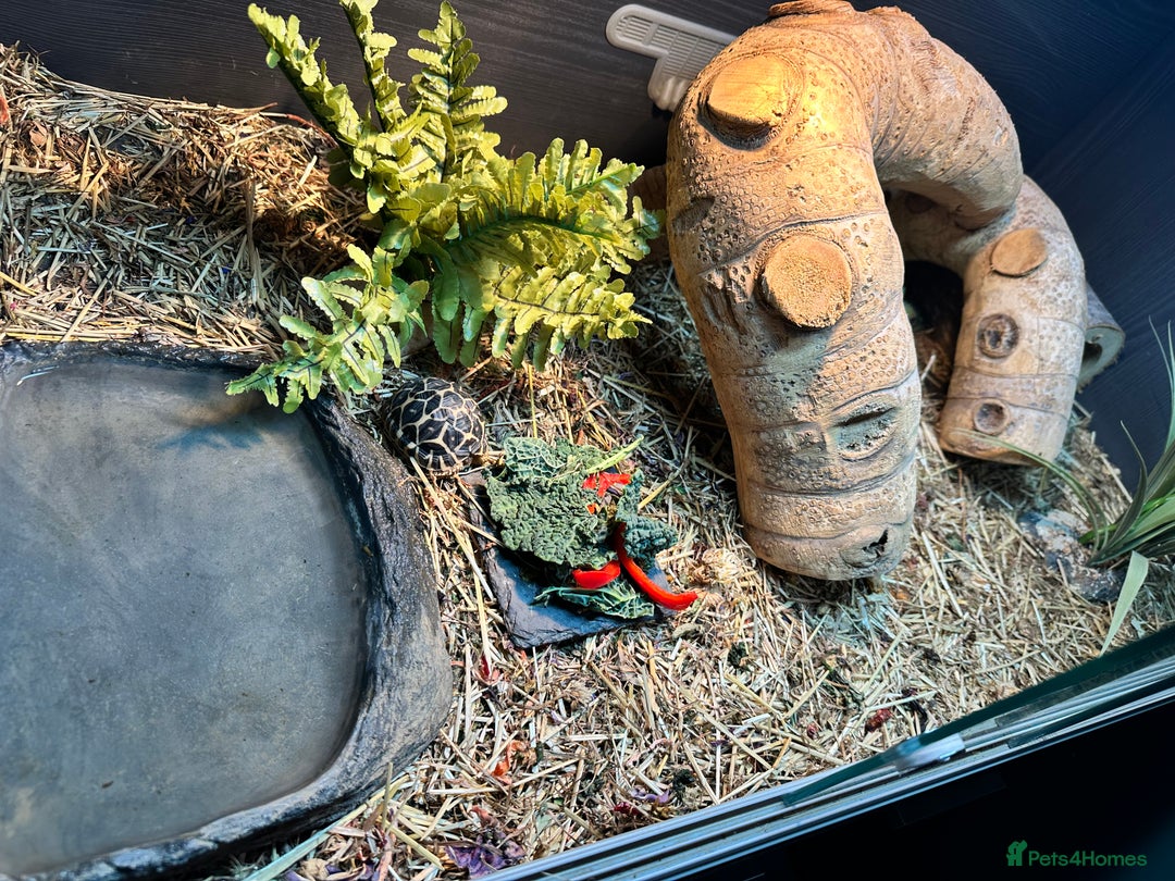 Tortoise reptiles for sale: Indian star tortoise + full setup - Image 4