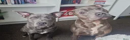 Staffordshire Bull Terrier dogs for sale: Gorgeous Blue Staffordshire Bull Terrier Puppies - Advert 6