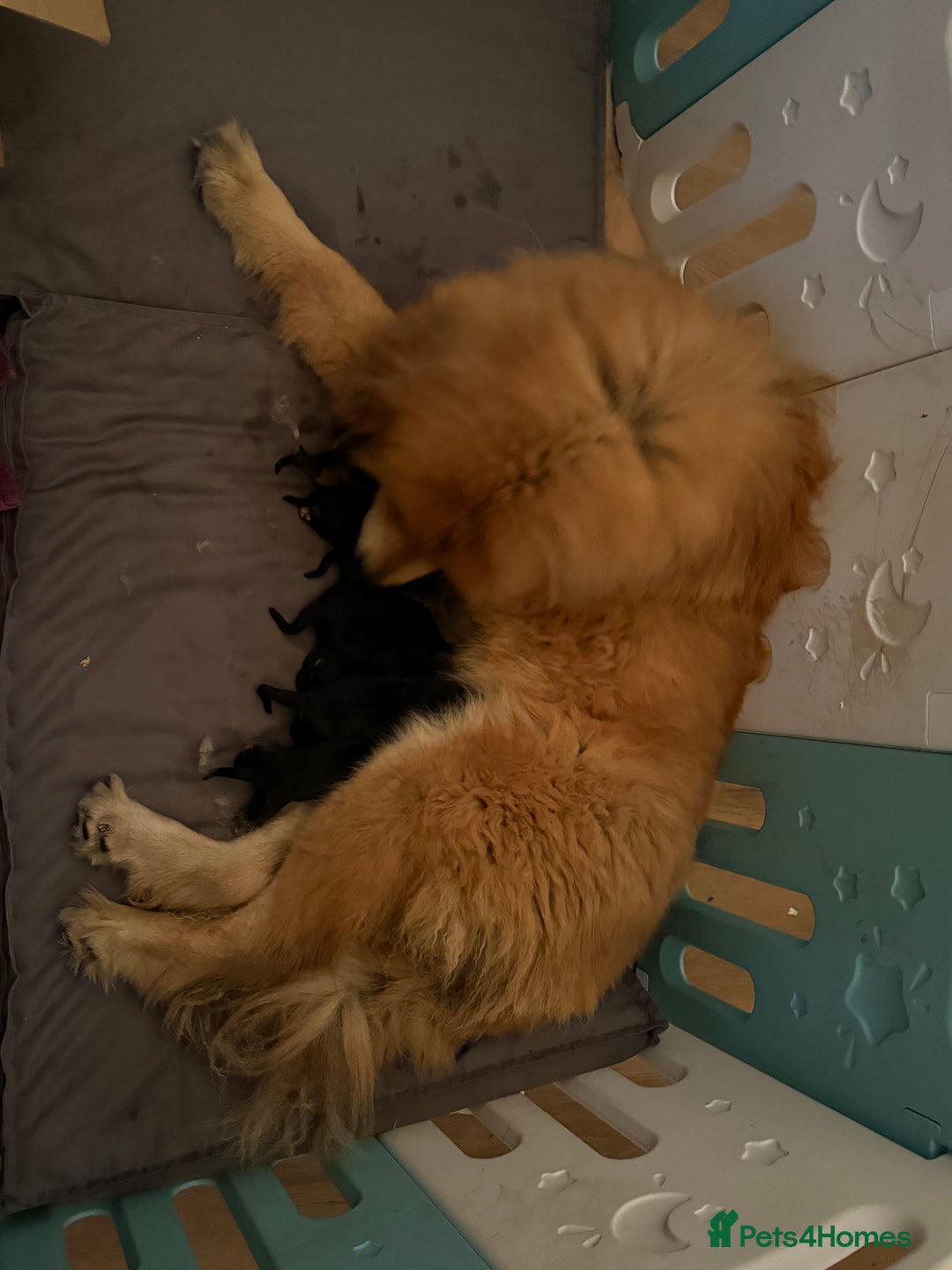 Tibetan Mastiff dogs for sale: Tibetan Mastiff Gentle Giants Champion Bloodlines  - Advert 9