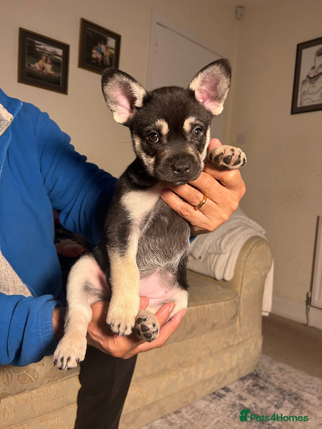 Mixed Breed dogs for sale: Gorgeous Alpha female pup  - Advert 2
