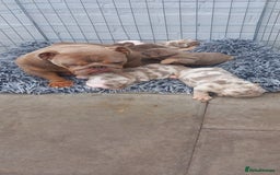 English Bulldog dogs for sale: Miniture english bulldogs  - Image 2