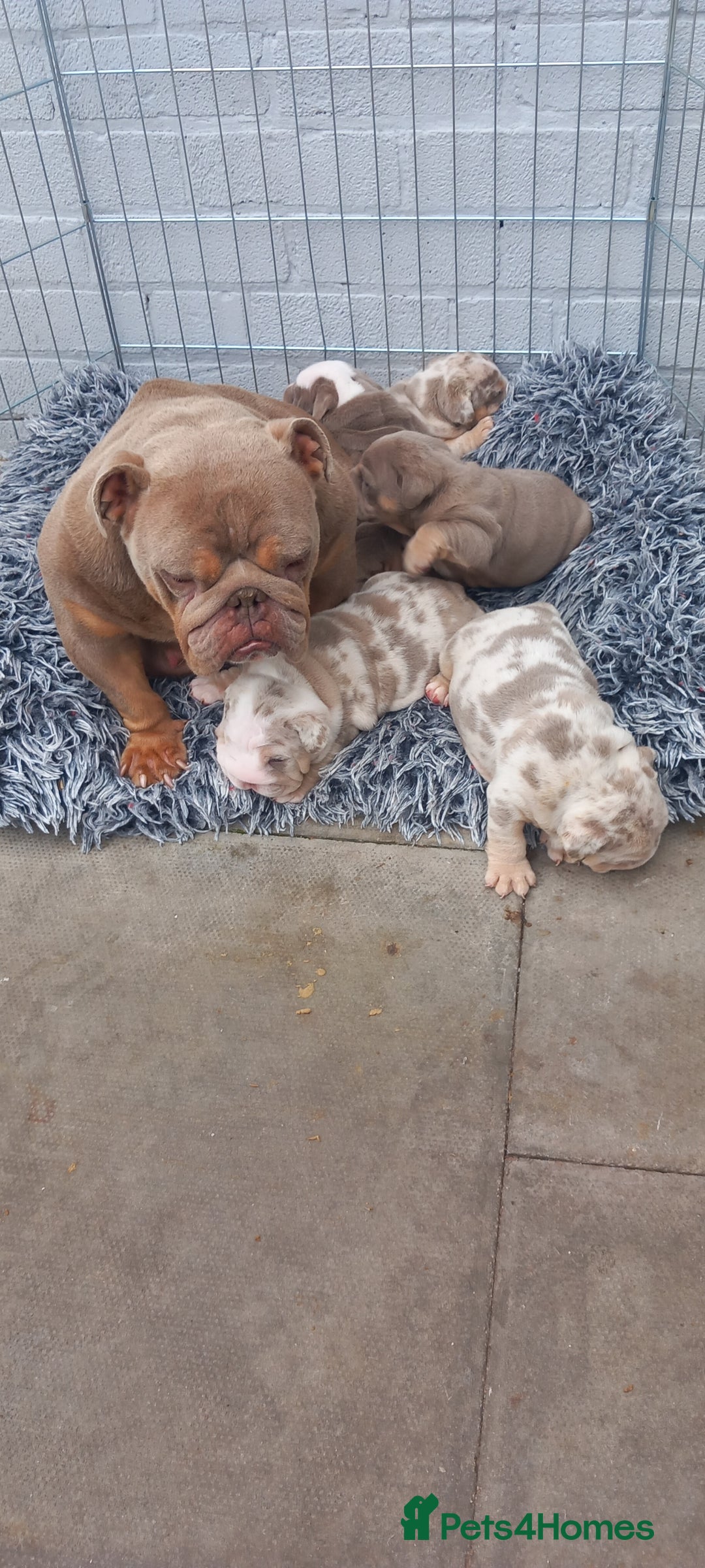 English Bulldog dogs for sale: Miniture english bulldogs  - Image 2