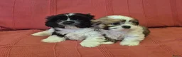 Shih Tzu dogs for sale: Shih Tzu Pups for sale in Dungannon - Advert 5