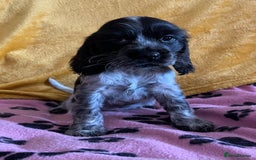 Cocker Spaniel dogs for sale: Show type blue roan cocker spaniel puppies  - Image 9