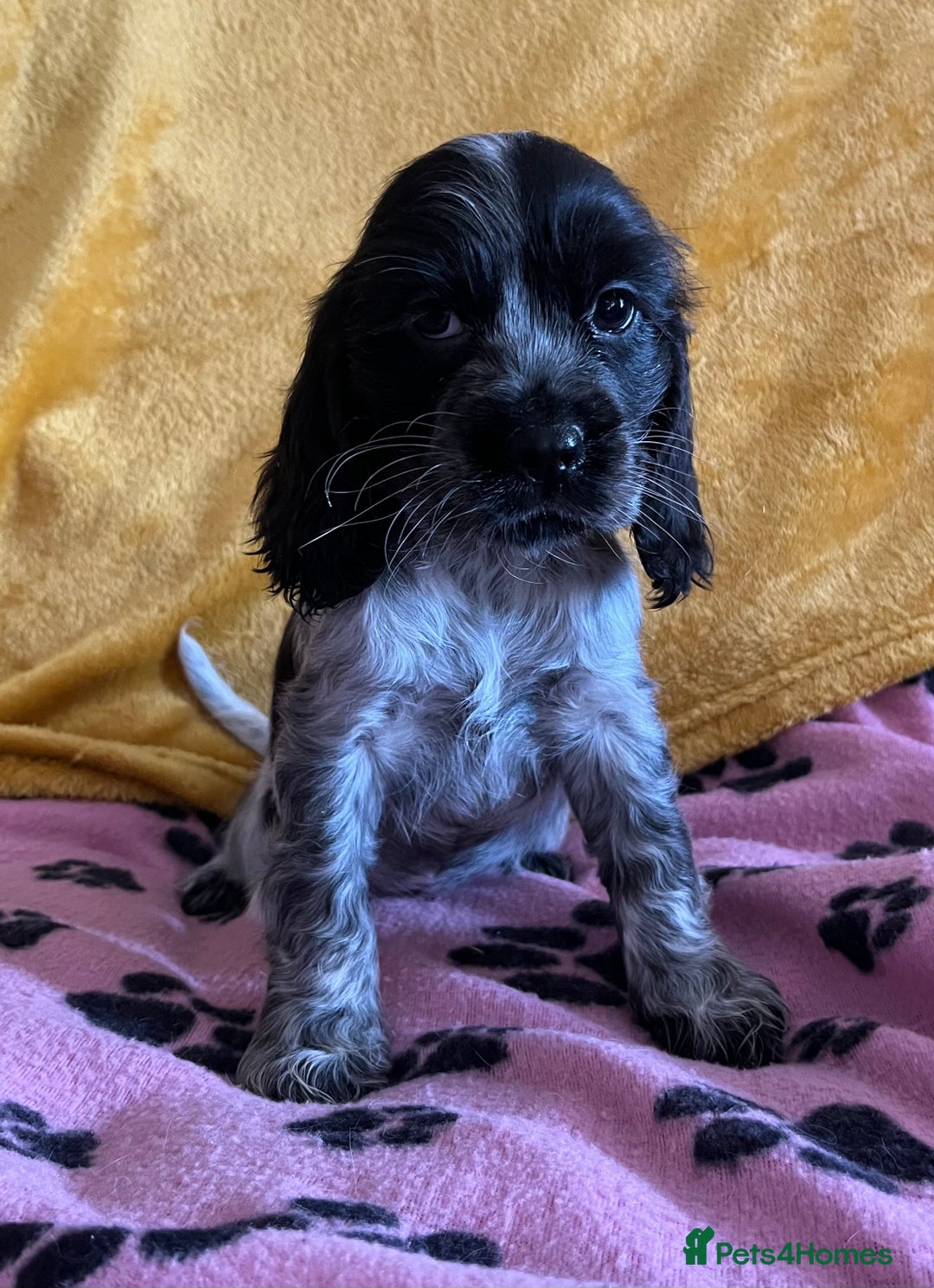 Cocker Spaniel dogs for sale: Show type blue roan cocker spaniel puppies  - Image 9