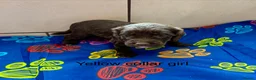 Sproodle dogs for sale: Sproodle Puppies from experienced, licensed breedr - Advert 21