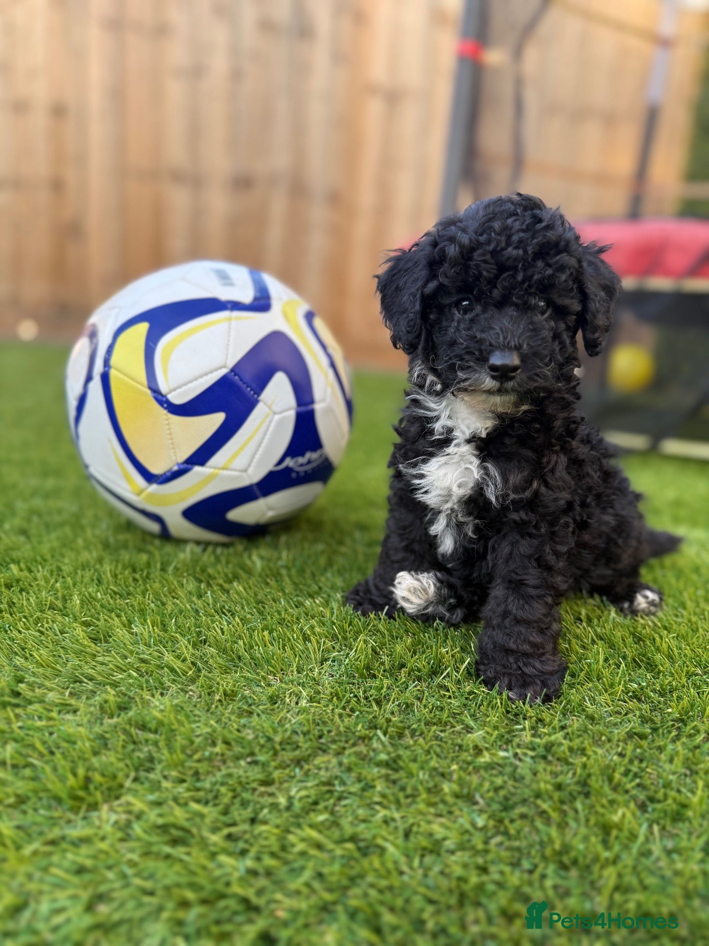 Toy Poodle dogs Adorable Toy Poodle Puppies 1 LEFT! - Advert 4
