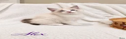 Ragdoll cats for sale: 🏆🎖 Premium GCCF Ragdoll Kittens Grand bloodlines - Advert 27