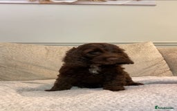 Cockapoo dogs for sale: F1B cockapoos READY TO LEAVE - Image 3