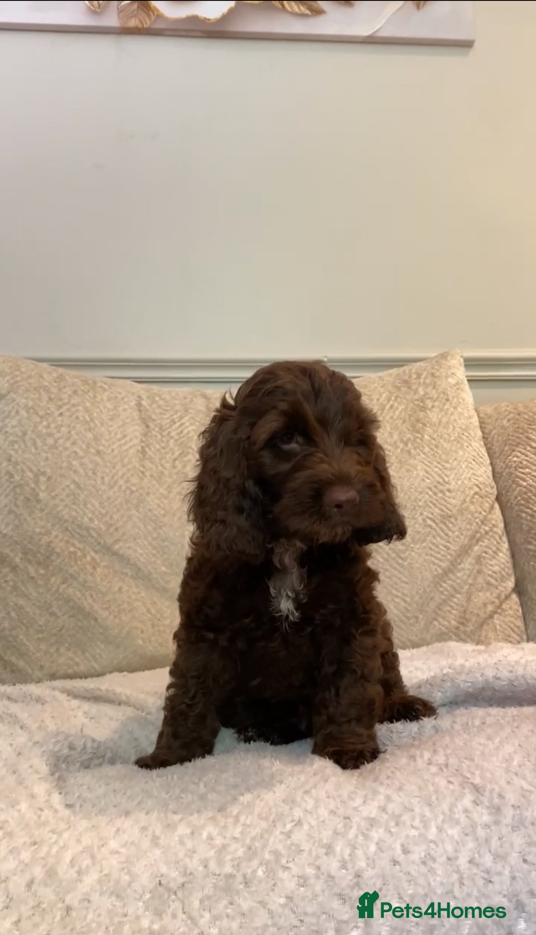 Cockapoo dogs for sale: F1B cockapoos READY TO LEAVE - Image 3