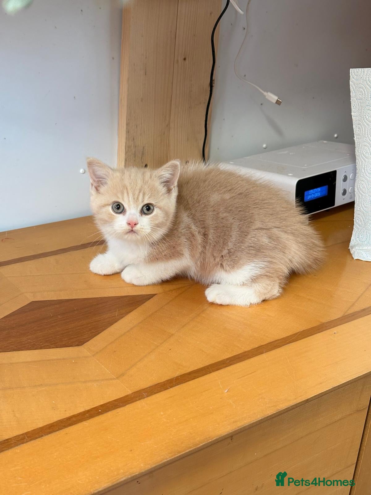 British Shorthair cats British Shorthair kittens - Advert 1