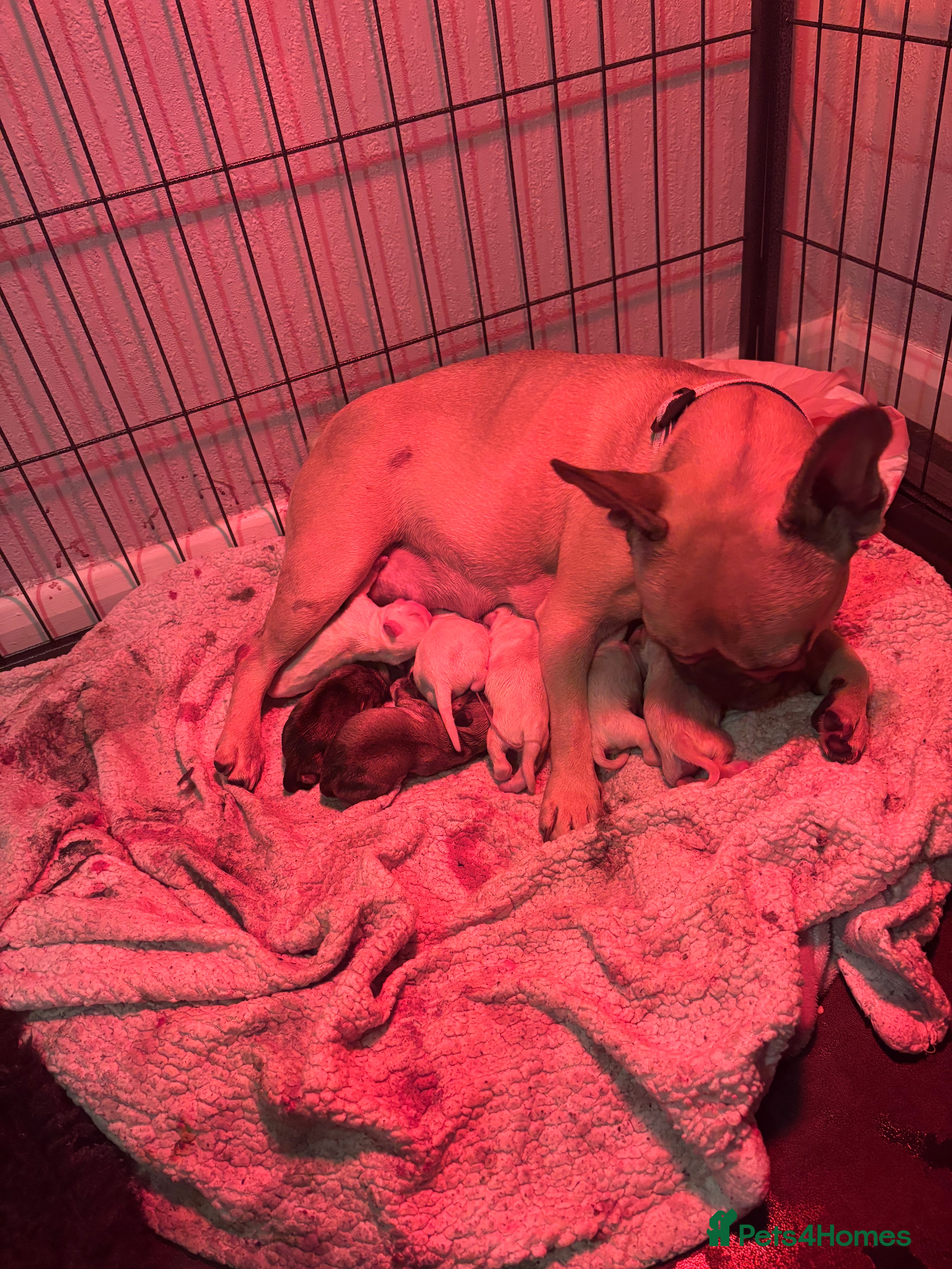 Frug dogs Boy Frug Puppy - Advert 3