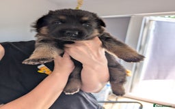 German Shepherd dogs for sale: Health Tested German Shepherd Available! 🐾🖤 - Image 6