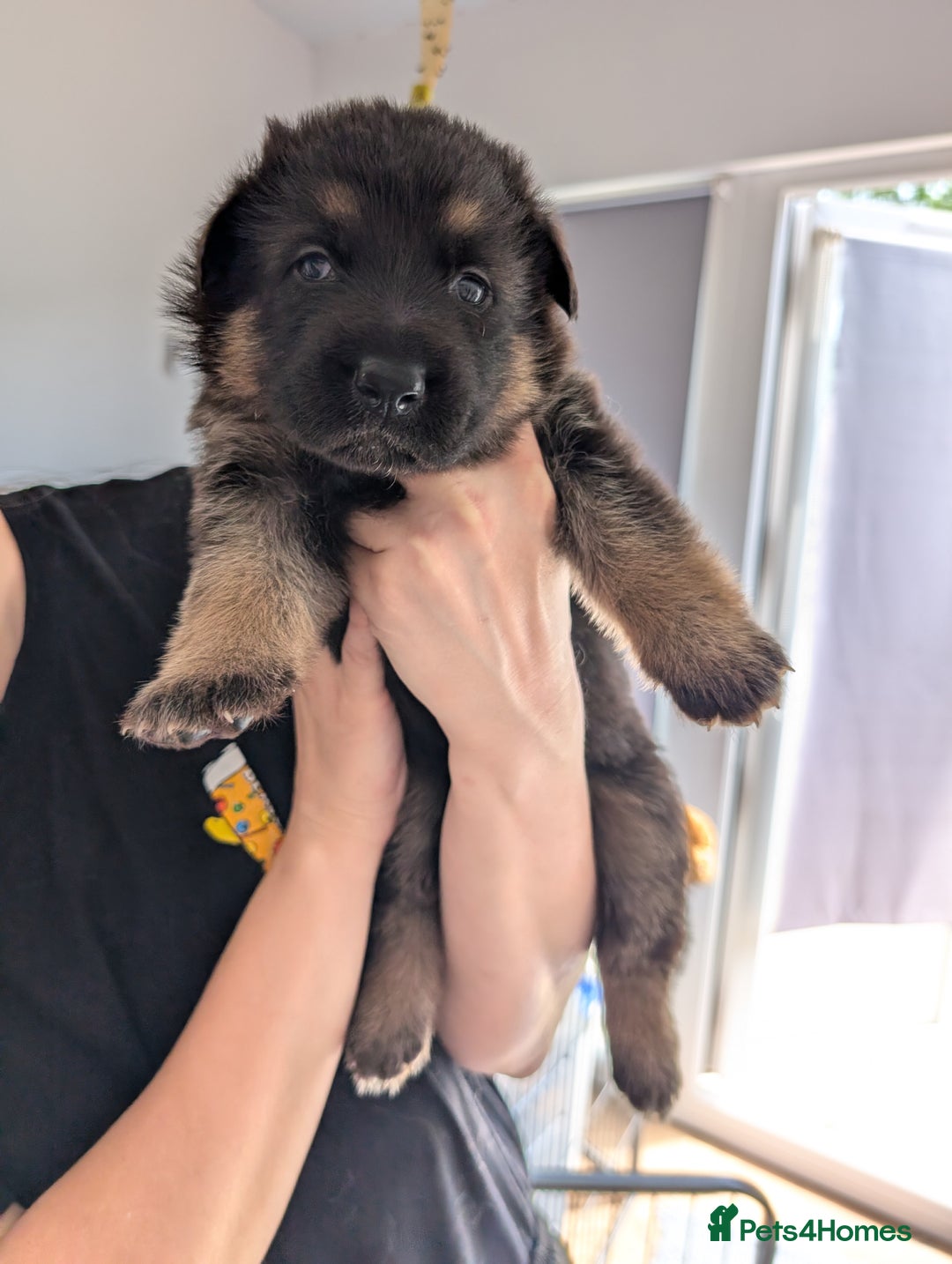 German Shepherd dogs for sale: Health Tested German Shepherd Available! 🐾🖤 - Image 6