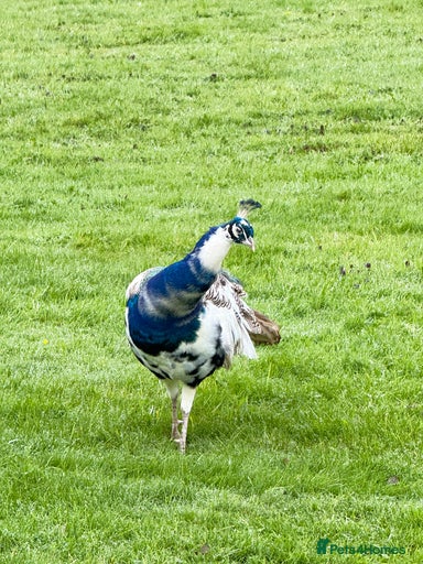 Gallery Image {{count}}