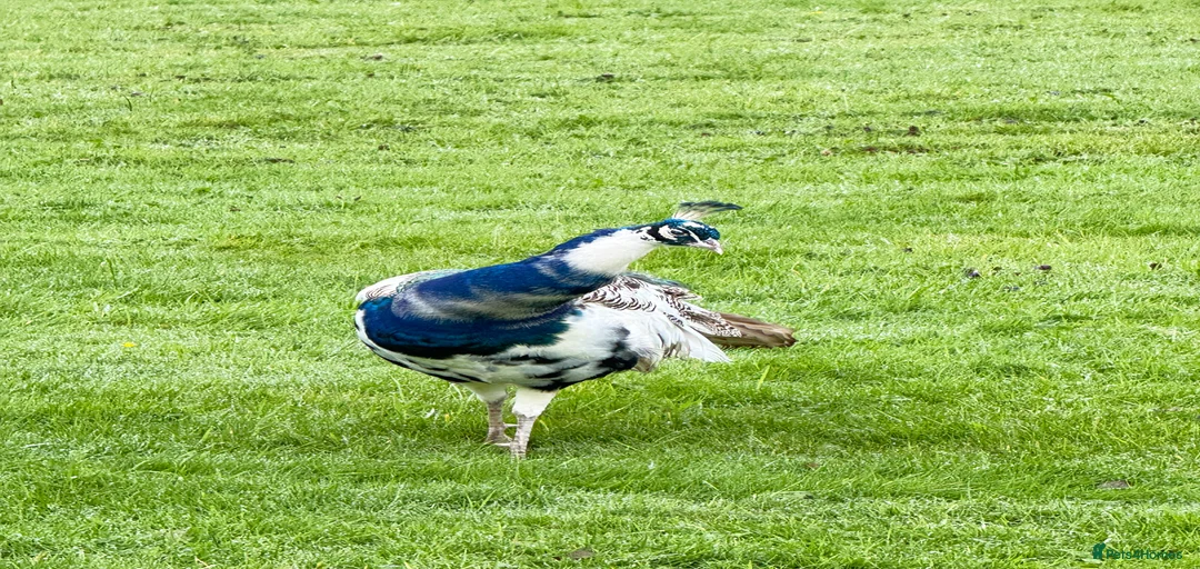 Gallery Image {{count}}