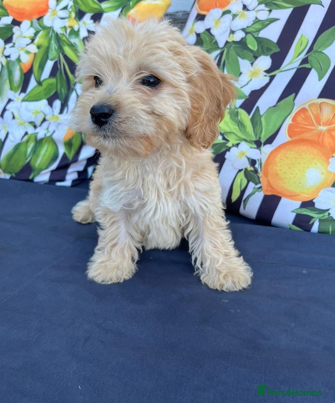 Cavachon dogs for sale: Cavapoochon 3 boys - Image 28