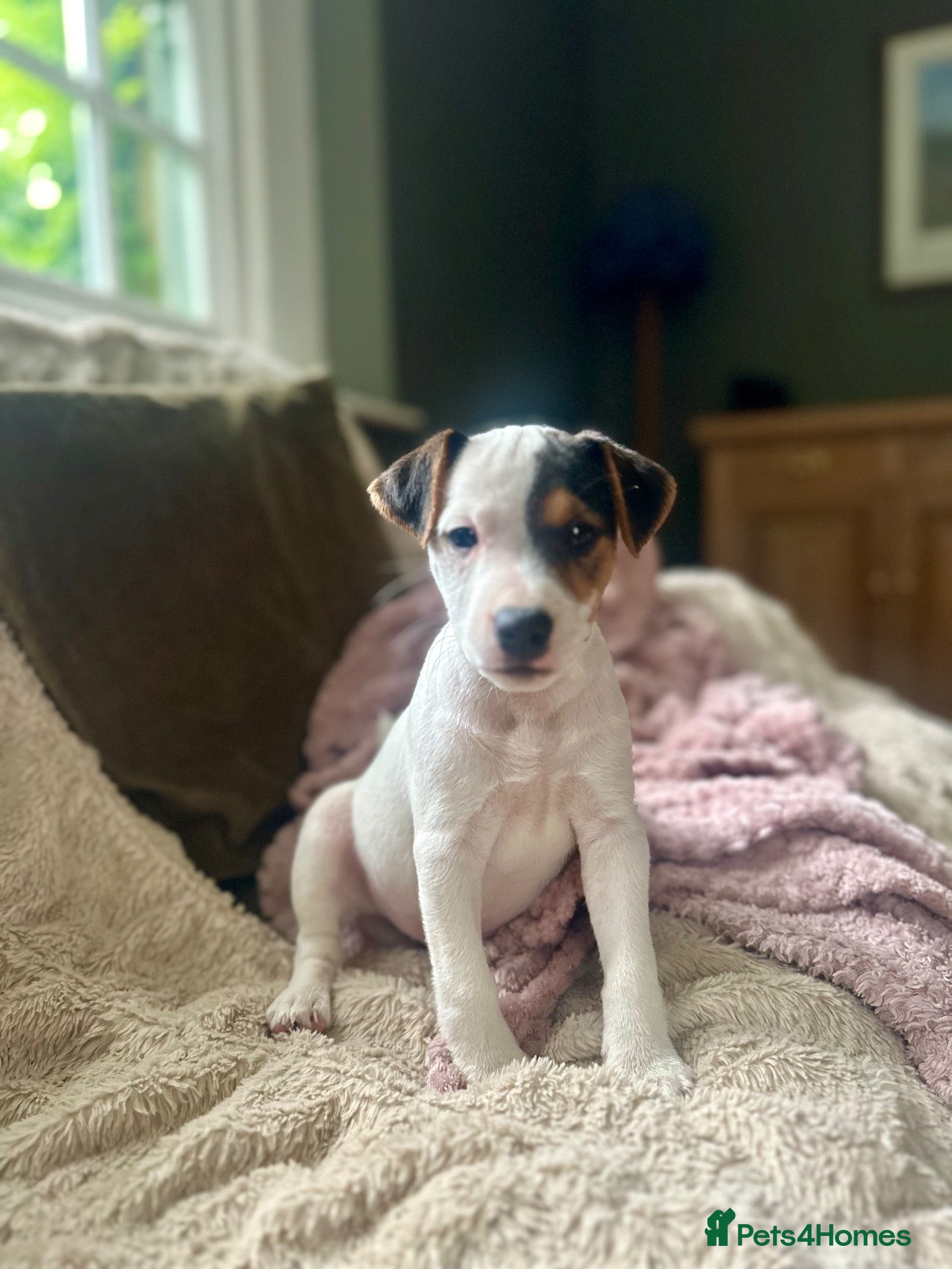 Jack Russell dogs Jack Russell puppy 1 male 9 weeks  - Advert 2