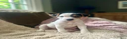 Jack Russell dogs for sale: Jack Russell puppy 1 male 9 weeks  - Advert 2
