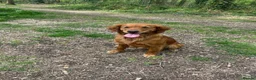 Golden Retriever dogs for sale: KC Dark Red Golden Retriever Pups in Ruislip - Advert 10
