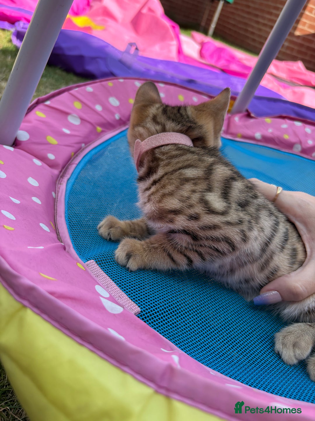 Bengal cats for sale: Beautiful litter of spotted Bengal kittens - Ready - Image 28