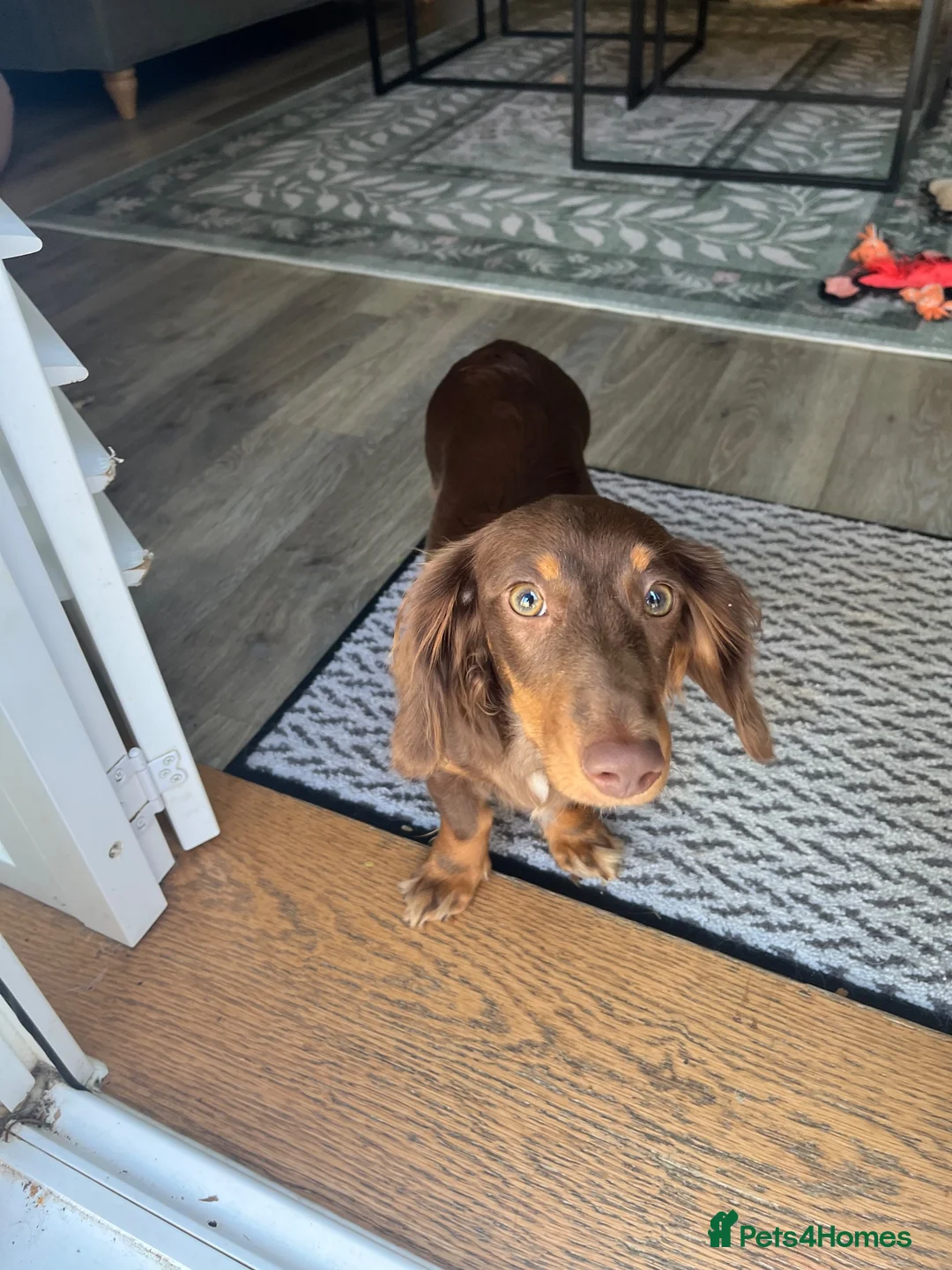 Miniature Dachshund dogs for sale: Long hair dachshund  - Advert 2