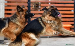 German Shepherd dogs for sale: TWO ADULT LONGHAIRED GSD FEMALES  - Image 7
