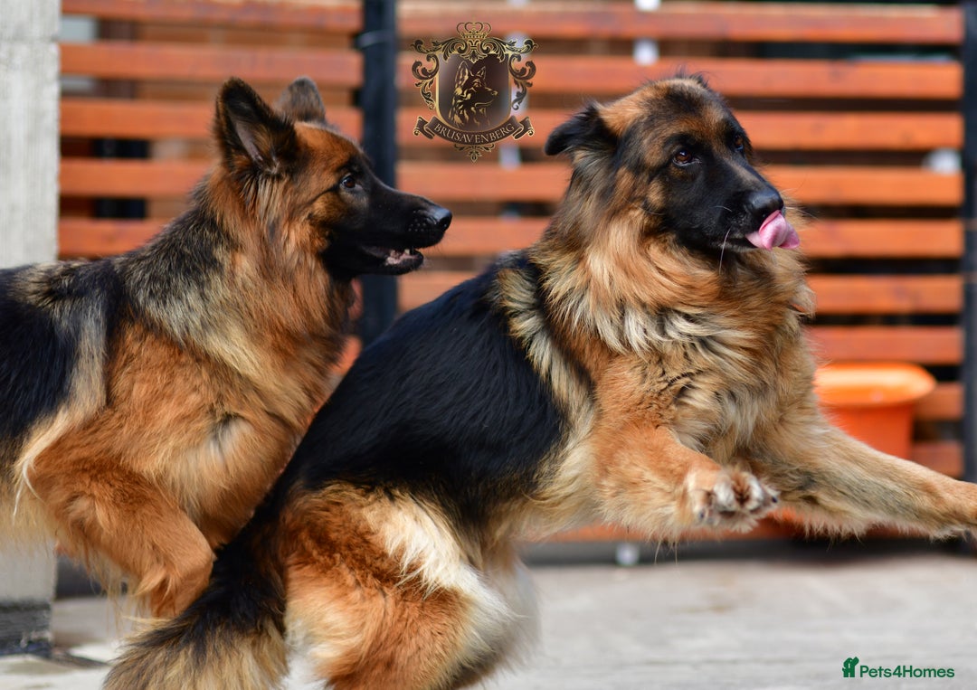 German Shepherd dogs for sale: TWO ADULT LONGHAIRED GSD FEMALES  - Image 7