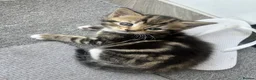 Norwegian Forest Cat cats for sale: 4 fluffy Norwegian Forrest cats  - Advert 2