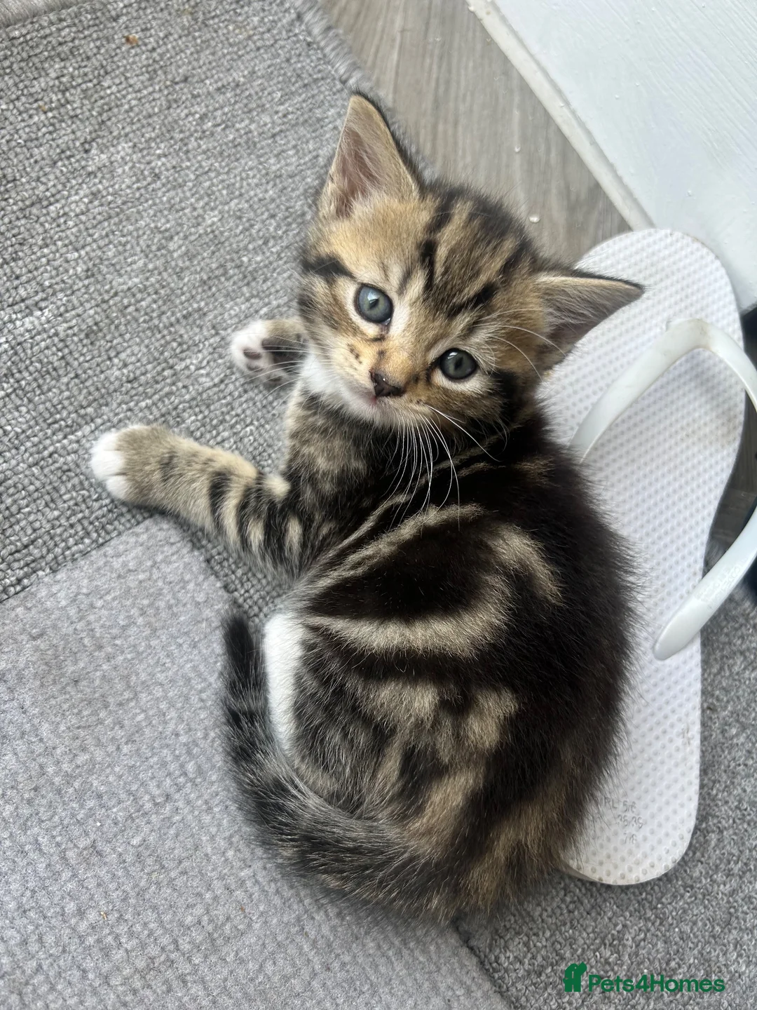 Norwegian Forest Cat cats for sale: 4 fluffy Norwegian Forrest cats  - Advert 2
