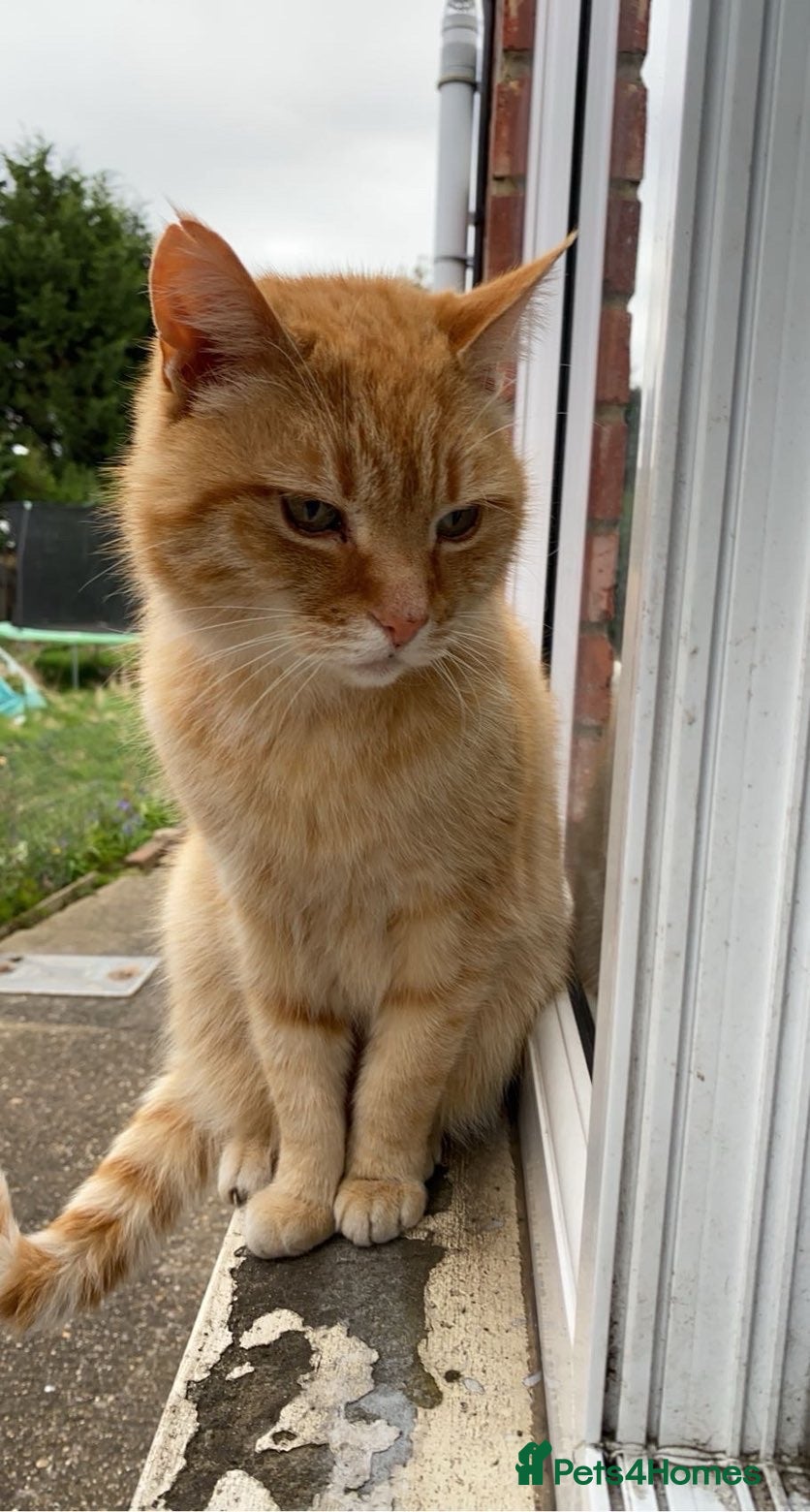 Domestic Shorthair cats Zuki the cat - Advert 18