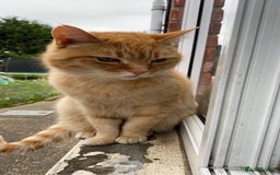 Domestic Shorthair cats for sale: Zuki the cat - Image 1