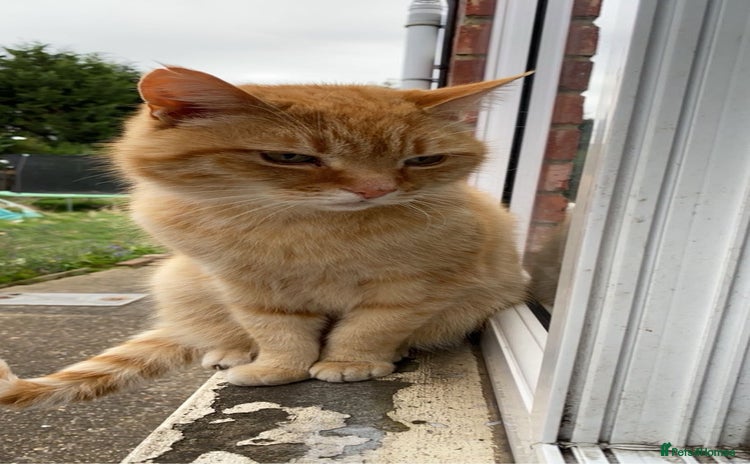 Domestic Shorthair cats - Advert 2