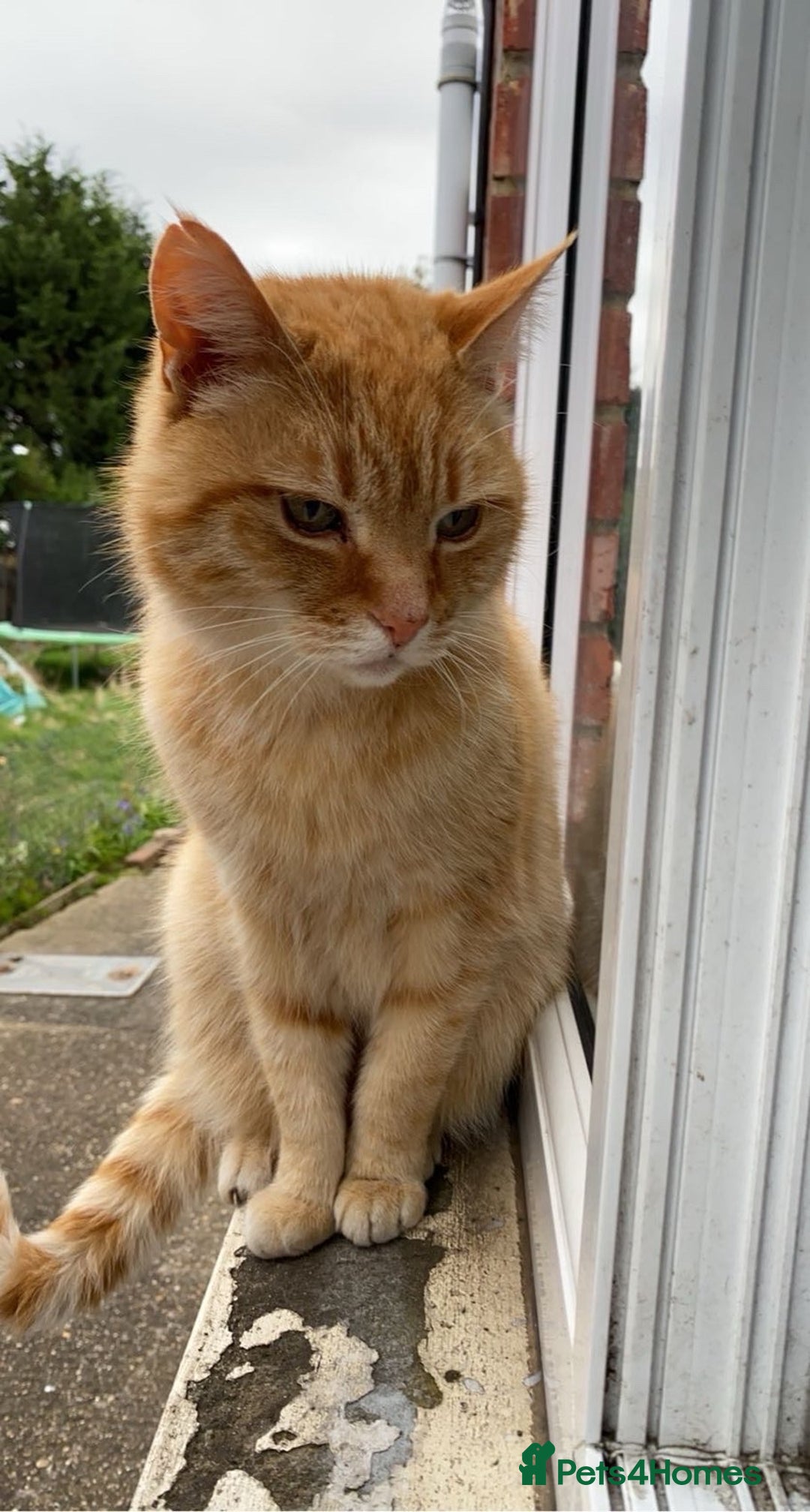 Domestic Shorthair cats for sale: Zuki the cat - Image 1