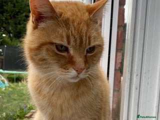 Domestic Shorthair cats - Advert 22